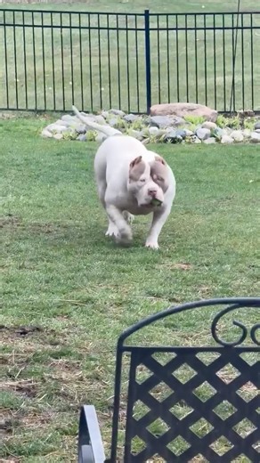 Meu garoto está nos Estados Unidos fazendo sucesso LPK do Brasil para o mundo !