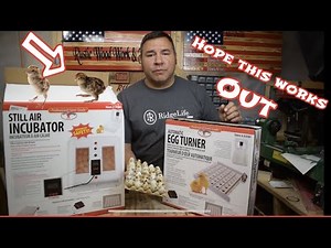 Hatching quail eggs for the first time, using a little giant Egg incubator