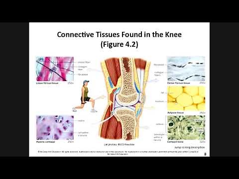 Human Biology Chapter 4 Organization and Regulation of Body Systems