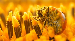 1.9K views | Ladybugs (and other beetles) are excellent pollinators. While keeping your garden safe from pests like aphids (eating up to 5,000 in their lifetime), they also transfer pollen! As they travel across flowers in search of tasty aphids, pollen sticks to their bodies. The ladybugs then pollinate by transferring the pollen as they move from plant to plant. That's what we call POLLINATOR POWER  - (A special thank you to Organic Control for this awesome video!) | Insect Lore | Facebook