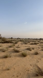 Having a good time with my aplomado falcon.. #desert_wings | Desert wings