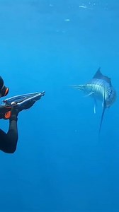 ‏blue marlin 🐟 | fishing Alger