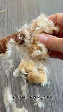 I Made Cattails EXPLODE… Then Grew Them