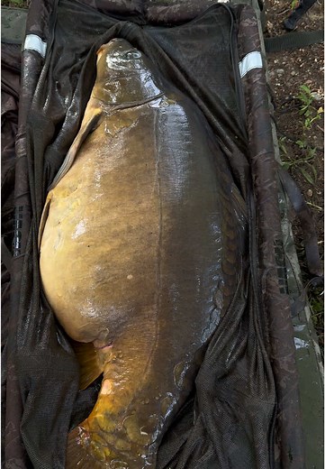 Monster Shrimp Boilies for Carp Fishing Tips