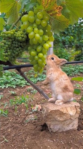 Rabbit Reaching Up for Grapes 🍇🐰 So Adorable! #shorts