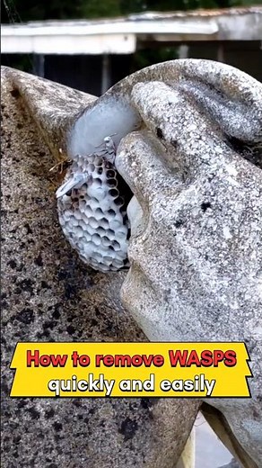 How to remove wasps. No swarming. No running.