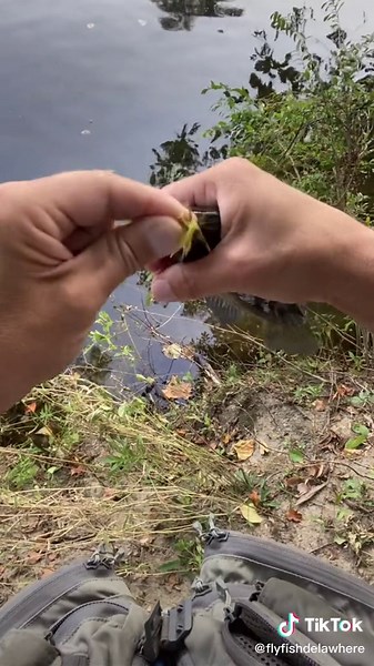 If they don’t catch fish while practicing, they don’t get obsessed. Bream are a perfect fish to teach skills from casting, retrieving, setting hook, reeling, netting, and release. #flyfishdelawhere #flyfish #flyfishing #learntoflyfish #fishtok #fishing #fisherman #bream #breamfishing #fishingtiktoks #flyfishingtiktok #sunfish #breamflyfishing #fishinggear #childrenfishing #catchingfish #fishermen #fishermenoftiktok