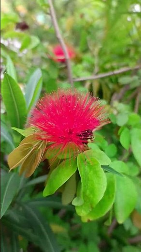 This is Red Powder Puff. It is also known as Powder Puff Tree or Fairy Duster.