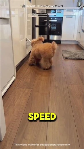 Smart dog Hacks the Snack Machine!#shorts