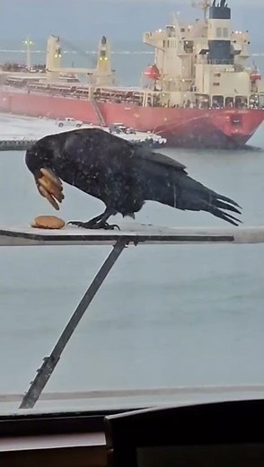 Genius Crow 🐦 Caught on Camera Smart Bird Tries to Collect Multiple Biscuits🍪 at Onc #birds #shorts