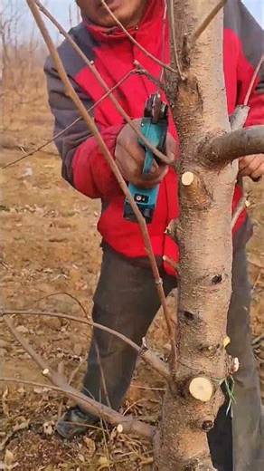 Apple tree pruning tips #treepruning #wintertree #pruning #jujubetree #farming #appletreepruning