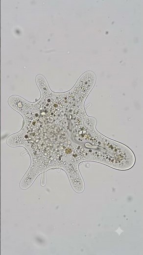🔬🦠 Amoeba Movement Explained | Pseudopodia #amoeba #microbiology #biology
