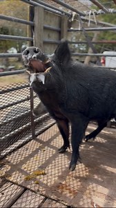 Hogs like this will turn your game dog into a shamed dog 😂 🙅🏿‍♂️🐗 Don’t worry he was harmlessly released in a neighborhood near you 🫵🏿 #Hogmaulers #nuisancewildlife #traplife #feral #boar #floridawildlife | Raphael Hmk Holmes