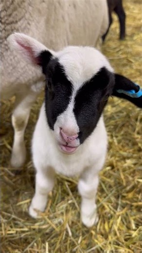 Who wouldn’t love these little cuties!! #lambing #sheep #dorper #lambs