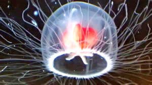 Is This Jellyfish Actually Immortal? You Have to See It to Believe It
