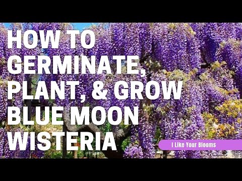 How to Germinate, Plant, & Grow Blue Moon Wisteria in Michigan