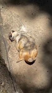 Just enjoying the sun with our meerkats on this beautiful, warm Sunday! ☀️ Meerkats love to sunbathe, it’s the quickest way for them to warm up without using much energy! They have dark skin and shorter fur on their stomachs that act like little solar panels! 🔋 #memphiszoo #meerkats #sun #meerkat #cute #love | Memphis Zoo