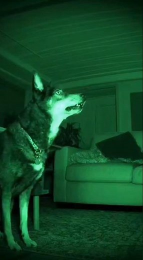 "Dog Barks at Invisible Paranormal Presence | Horror Short CCTV Night Vision"