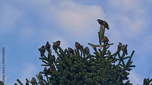 Starlings on a Christmas tree. Autumn migration of starlings.