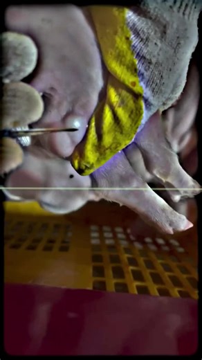 pig castration #PigFarming #PigFarm #PigletCare #LivestockFarming #farmlife .