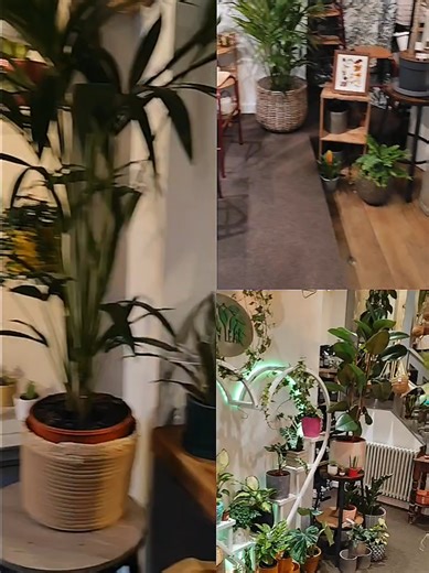 Last week I had the most delightful visit to Löv Leaf Hereford! From the moment I stepped inside, I was greeted by the warm and welcoming staff. They were incredibly helpful. Their vast collection of rare house plants that took my breath away. Each corner of the shop was filled with unique greenery that would bring life to any home. If you’re in the area, I can't recommend a stop here enough! It’s a paradise for plant lovers and a joy to explore. Can’t wait to go back! #anthurium #philodendron #