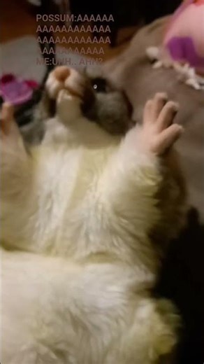 WHEN CAN POSSUMS SCREAM?