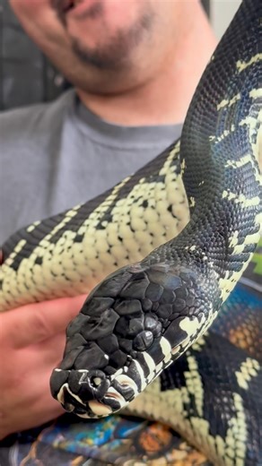 Megatron - Boelen’s Python at Ari Elli Max Arboreals