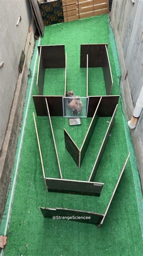 Puppies vs Pig 🐶🐷 — Who Finds the Food First?