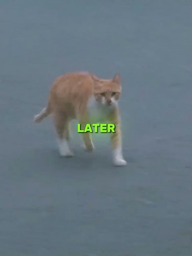 ; The Cat Who Stole Food to Hide Her Secret 😼🍗 (📷 @kritterclub) #shorts #cat #kitten #pets