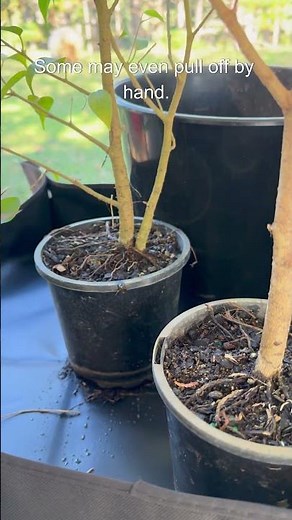 Prune Your Ficus Benjamina Like This for Lush New Growth! ✂️🌱 1