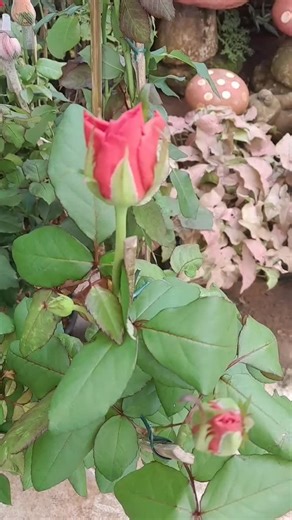 Floragro Floricultura on Instagram