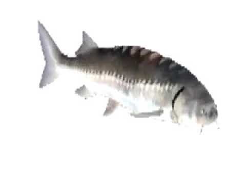 Spinning low quality fish 10 hours