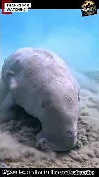 The Gentle Giant of the Sea: The Dugong’s Quiet Journey