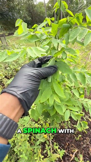 Florida Garden Secrets Grow Katuk Like a Pro!