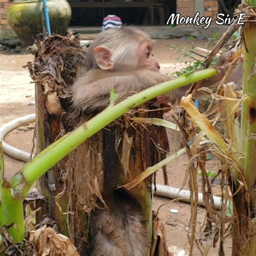 1.4K views · 17 reactions | Seeking a safe world #WildlifeRescue #HelpNow | Andrew Geogia | Facebook