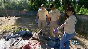Watch Dirty Jobs Season 6 Episode 8 - Bug Detective