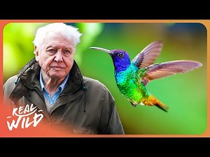 David Attenborough | The Secret Life of Hummingbirds | 4K
