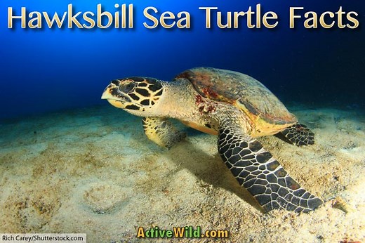 Hawksbill Sea Turtle Facts, Pictures & Information: Critically Endangered