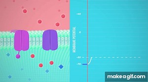 Action! Potential: depolarization on Make a GIF