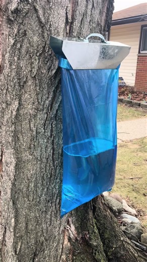 Tree tapping #sap #mapletree #maplesyrup #syrup #springtime @Noah