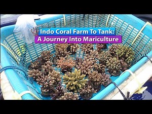 Indo Coral Farm To Tank: A Journey Into Mariculture