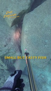 Love these fish | Daniel Mann - Dive Everywhere