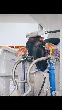 One stop solution cow slaughterhouse Bovine Halal Slaughtering Box for Meat Plant