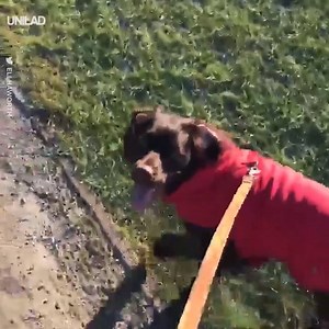 When you come home from uni for the first time in ages and your dog looks at you like this... ❤️🐶 | UNILAD
