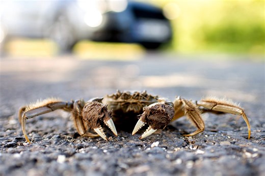 Illegal invasive crab species found in Oregon river, causing concern among wildlife biologists