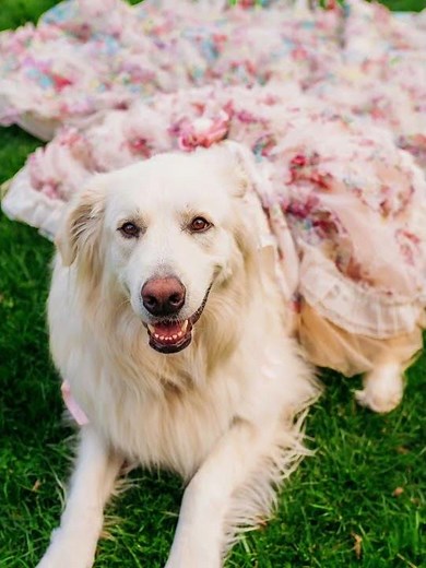 🌸 Pink Rose Dog Wedding Dress – Royal, Comfortable & Elegant! 🌸