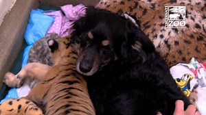 Blakely the Dog is a very patient nanny to three Malayan Tiger cubs at Cincinnati Zoo & Botanical Garden. Full story on today's ZooBorns: http://bit.ly/2mTJK4O | ZooBorns