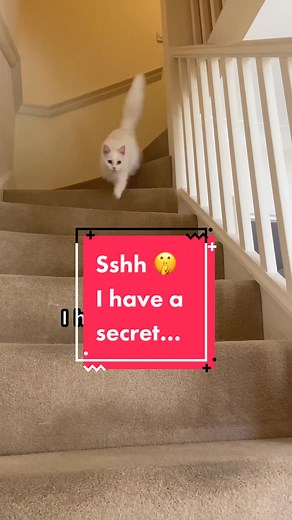 Secret Cat Memes Compilation