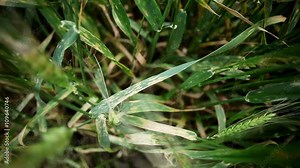 Leaf rust on a cereal plants
