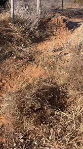 Double on a dirt hole snd a blind set. | Pine Hollow Trapping and Supplies
